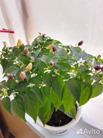 Комнатный перчик