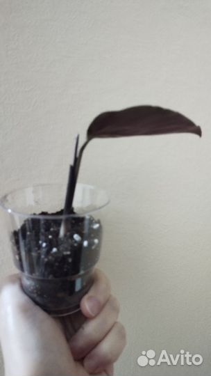 Калатея орната сандериана