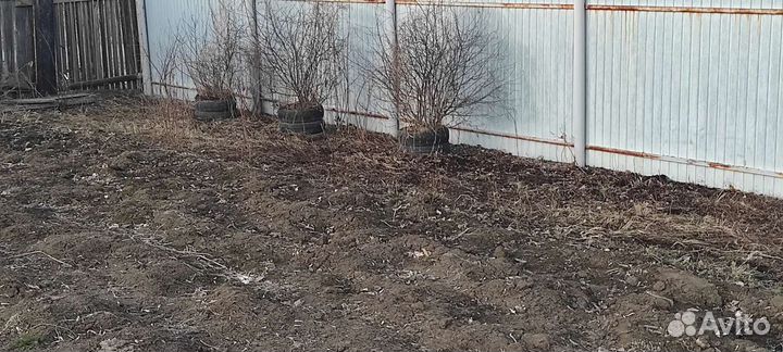 Продаю саженцы вишни