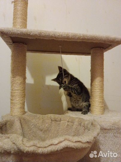 Котенок на удачу