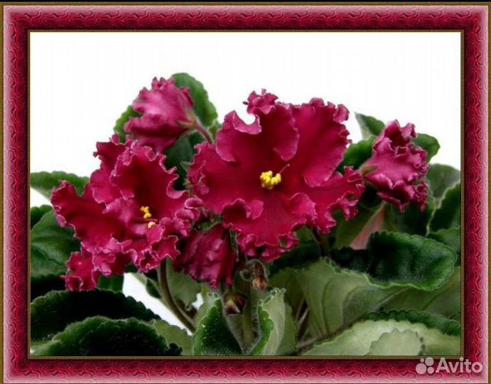 Сортовые Фиалки