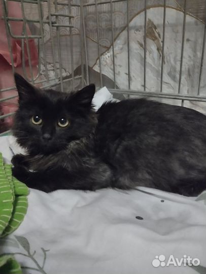 Черная котенок-девочка ищет дом