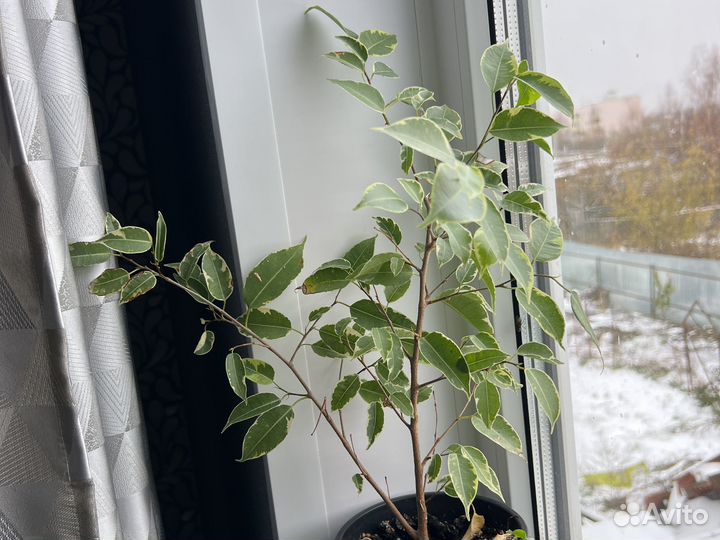 Бенджамина