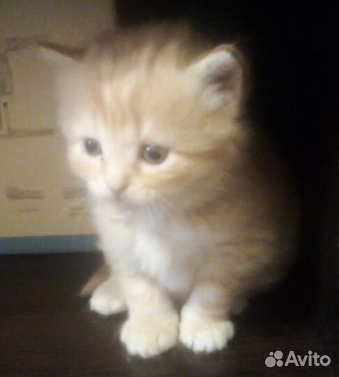 Отдам в добрые руки