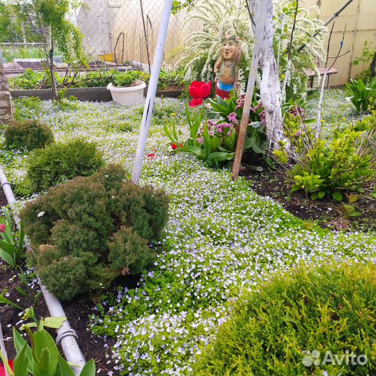 Вероника нитевид