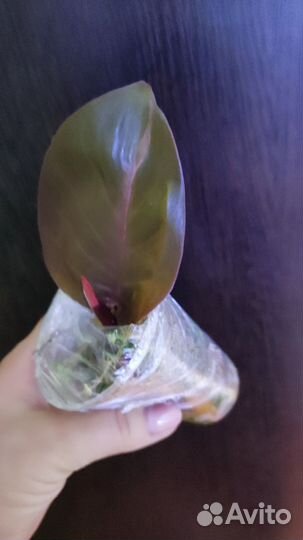 Ред Конго vs розовая принцесса