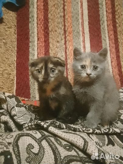 Кошки в добрые руки