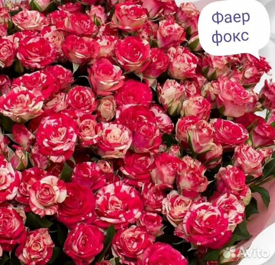 Саженцы роз спрей, Бардюрные листайте их много