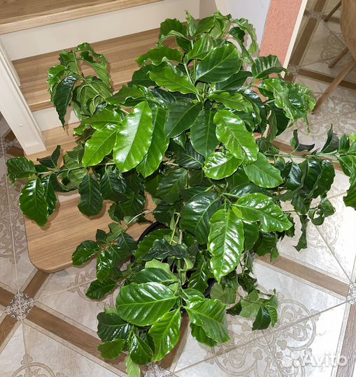 Кофе Арабика растение