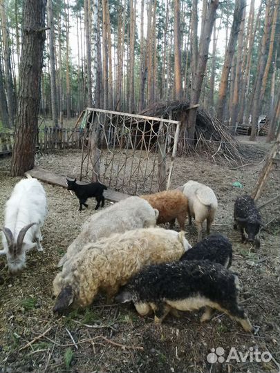 Венгерская мангалица