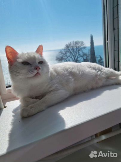 Зоогостиница(передержка кошек и собак до 10 кг)