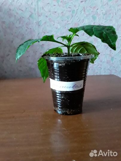 Спатифиллум,кроссандра