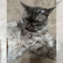 Взрослая, кошка в добрые руки, Белгород