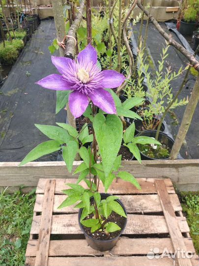 Клематис Multi Blue