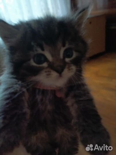 Тайская бесплатно