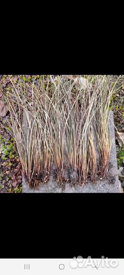 Осока медная