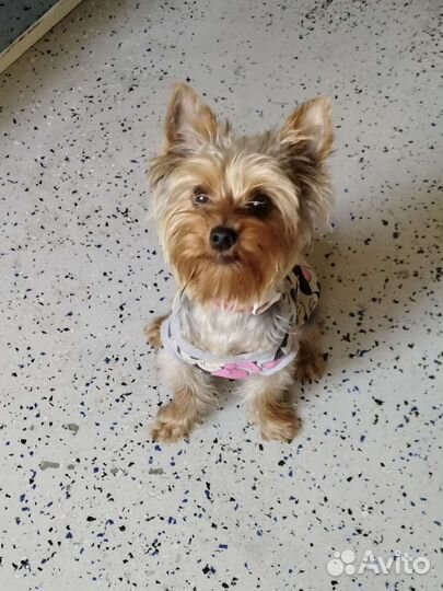 Выгул,передержка собак