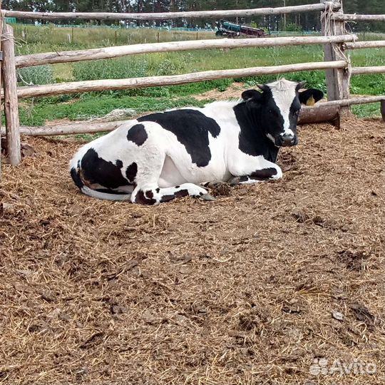 Телёнок,тёлка