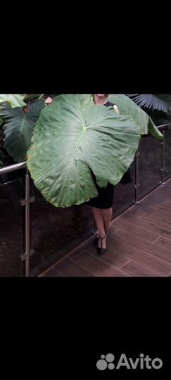 Хойя карноза