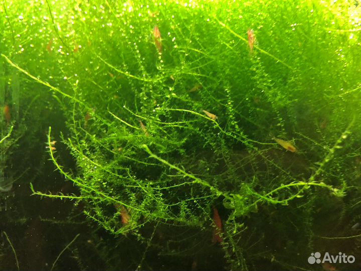 Мох для аквариума стринг