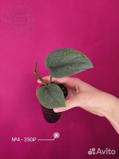 Сциндаптус Сильвер Хиро/Scindapsus Silver Hero