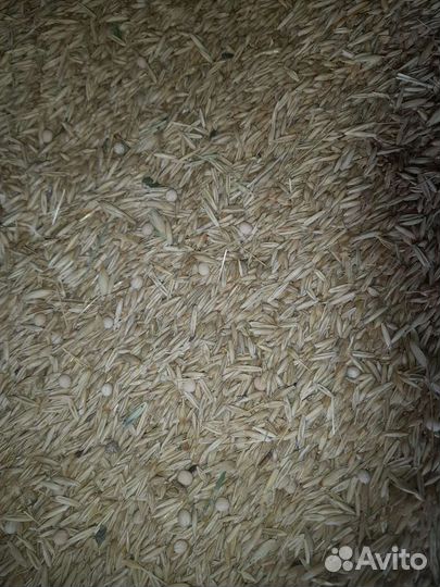 Ячмень овес горох