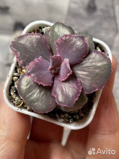 Эхиверия вариегатная