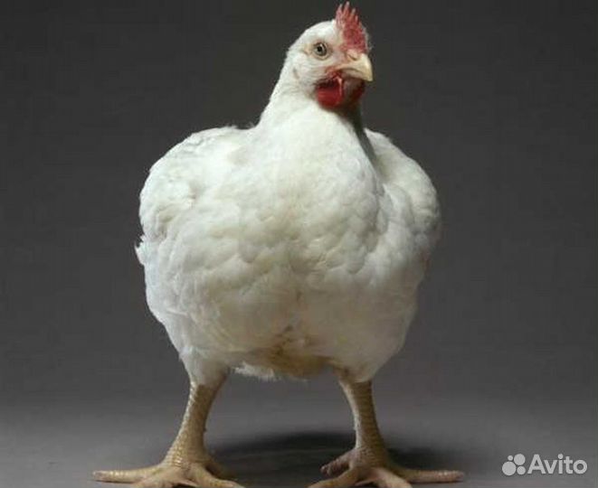 Куры бройлеры тушки мясо