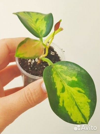 Хойи продажа