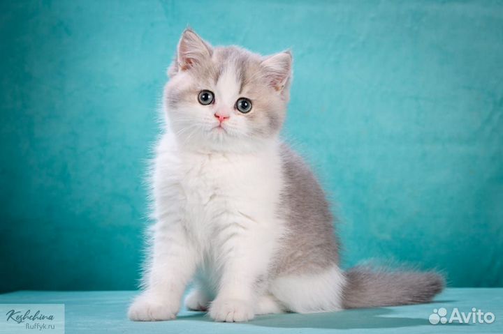 Британский голубой биколор