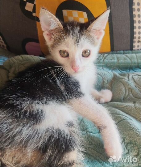 Котята в добрые руки бесплатно