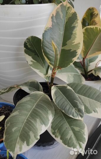 Фикус Тинеке