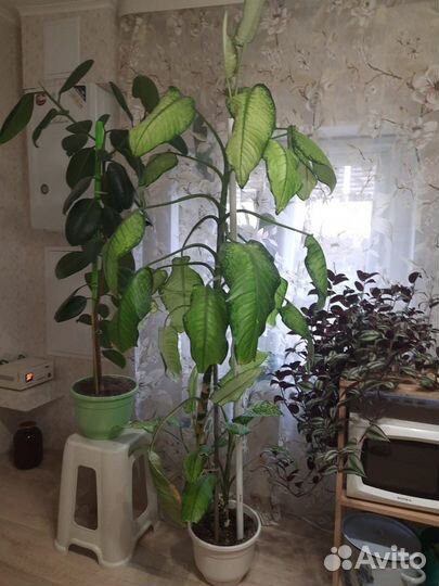 Комнатные растения