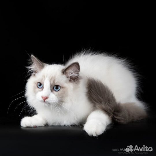 Котейка рэгдолл