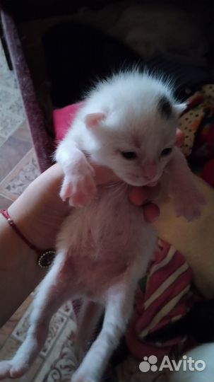 Котята в дар