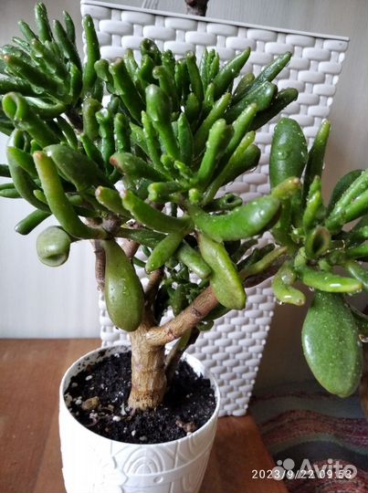 Красула хоббит