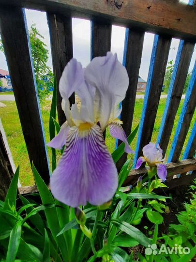 Ирис
