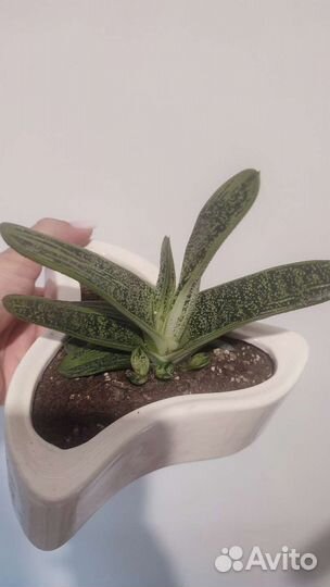 Гастерия литл варти