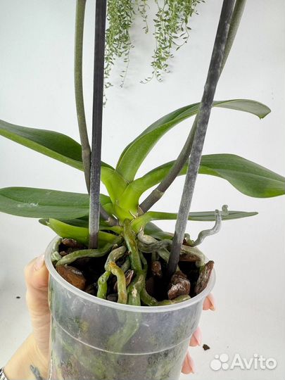 Орхидея фаленопсис Тоши неоновый пелор