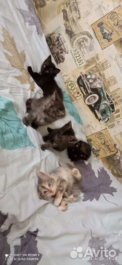 Кошка в дар бесплатно