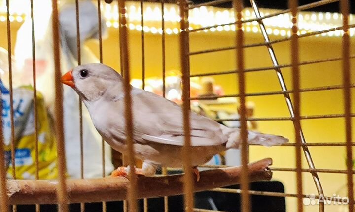 Зебровая амадина самка