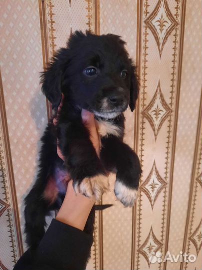 Собаки щенки
