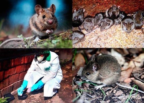 Служба по уничтожению насекомых