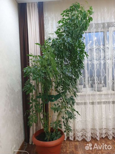 Комнатные цветы шефлера