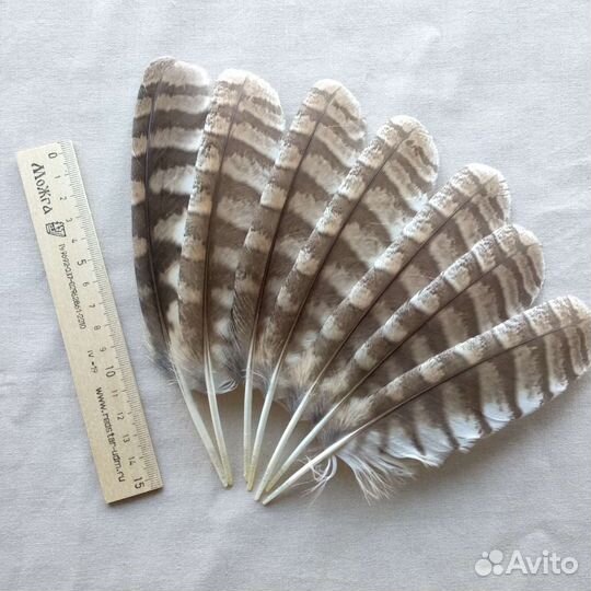 Перья совы для творчества