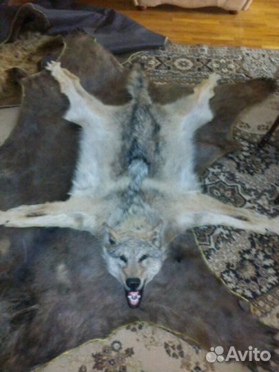 Таксидермист (чучельник). Изготовление чучел, наст