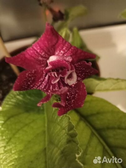 Стрептокарпусы