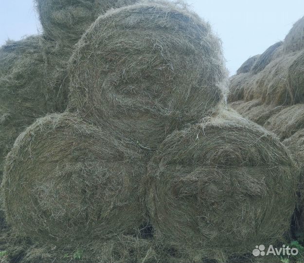Продам сено в рулонах