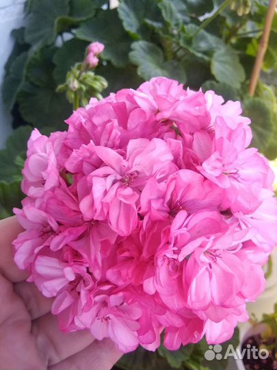 Пеларгония герань махровая сортовая