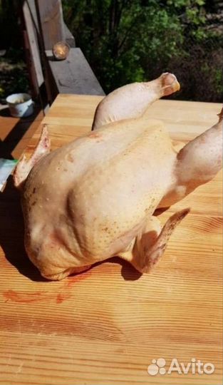 Куры бройлеры домашние